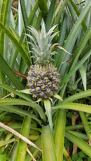 海南菠萝植物摄影素材