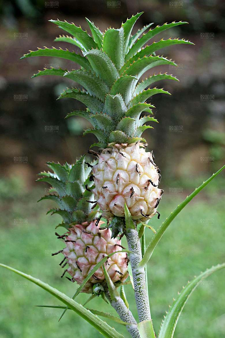 海南菠萝植物摄影素材