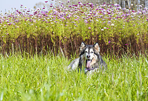 狗在草地上奔跑摄影素材