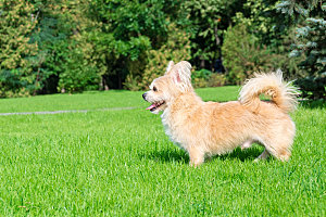 狗在草地上奔跑摄影素材