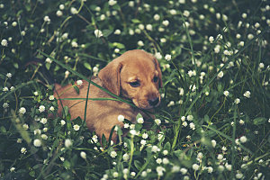 草地上的狗子摄影素材