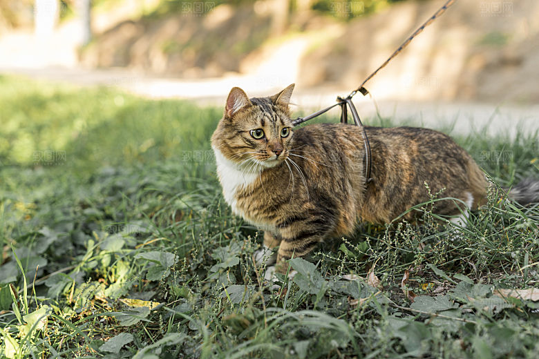 草地上的小猫宠物摄影