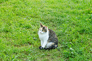 草地上的小猫宠物摄影