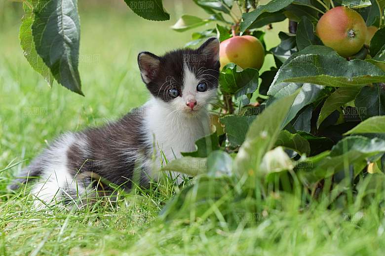 草地上的小猫宠物摄影
