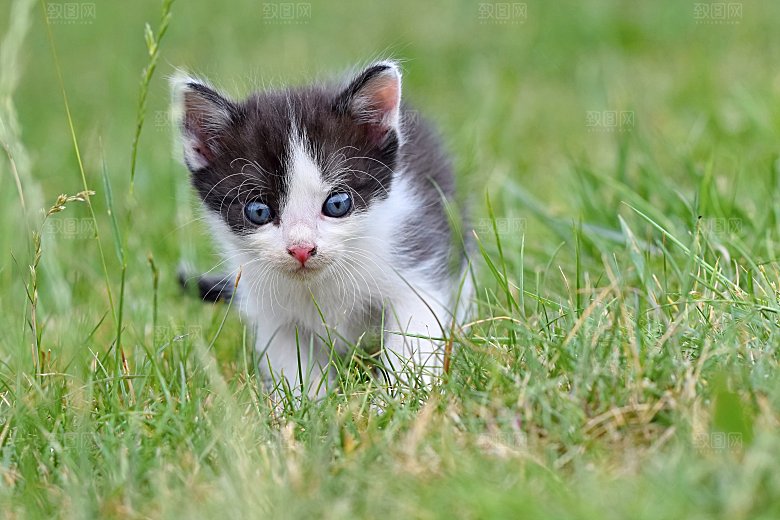 草地上的小猫宠物摄影
