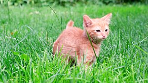 草地上的小猫宠物摄影