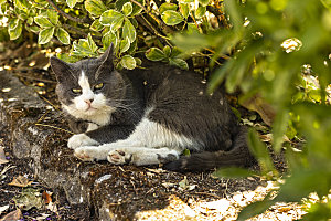 草地上的小猫宠物摄影