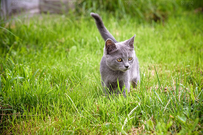 草地上的小猫宠物摄影