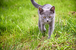 草地上的小猫宠物摄影