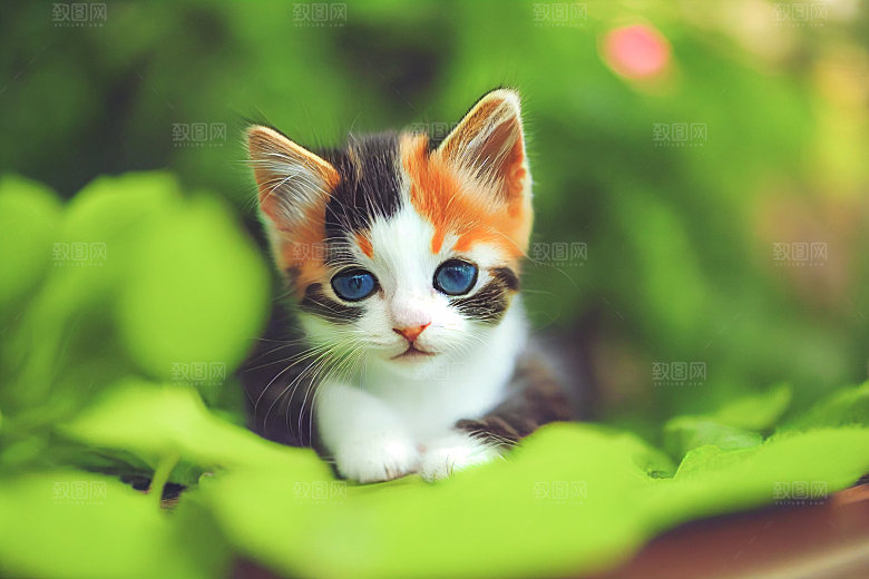 草地上的小猫宠物摄影