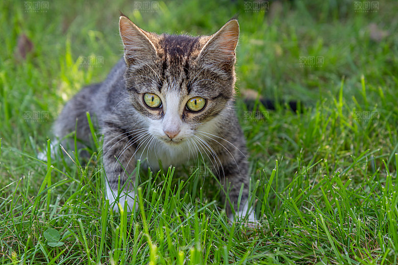 草地上的小猫宠物摄影