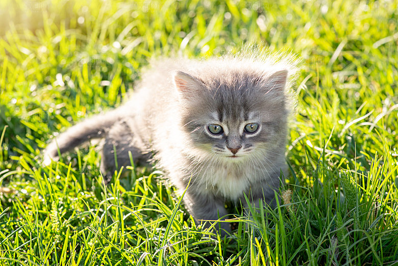 草地上的小猫摄影素材