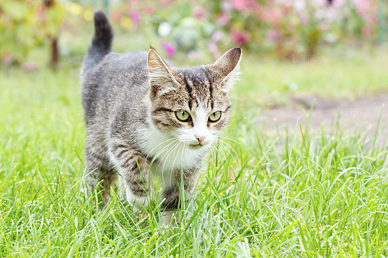 草地上的小猫摄影素材