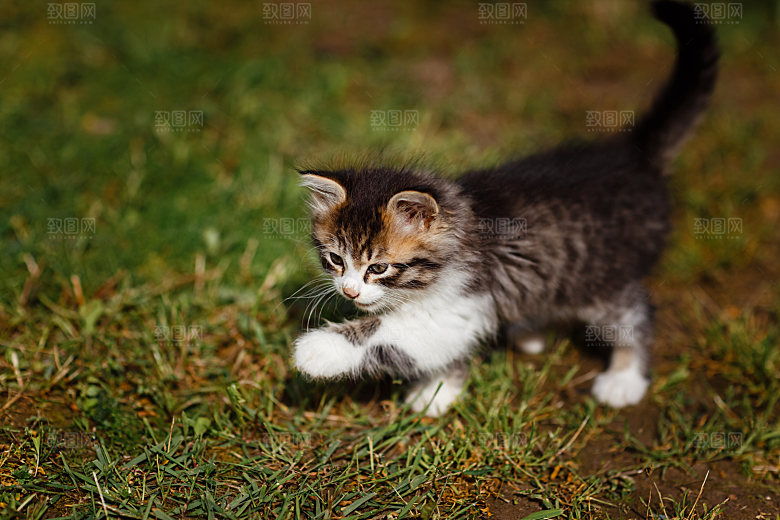 草地上的小猫摄影素材