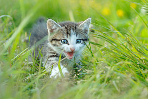 草地上的小猫摄影素材