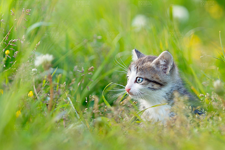 草地上的小猫摄影素材