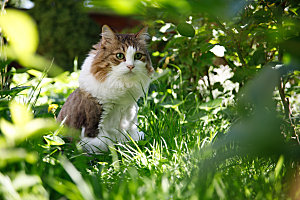 草地上的小猫摄影素材