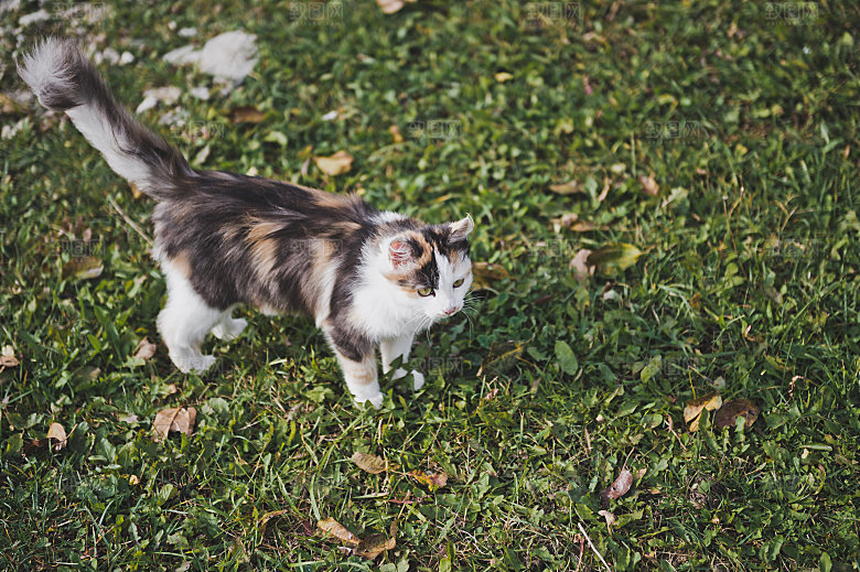 草地上的小猫摄影素材