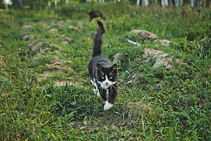 草地上的小猫摄影素材