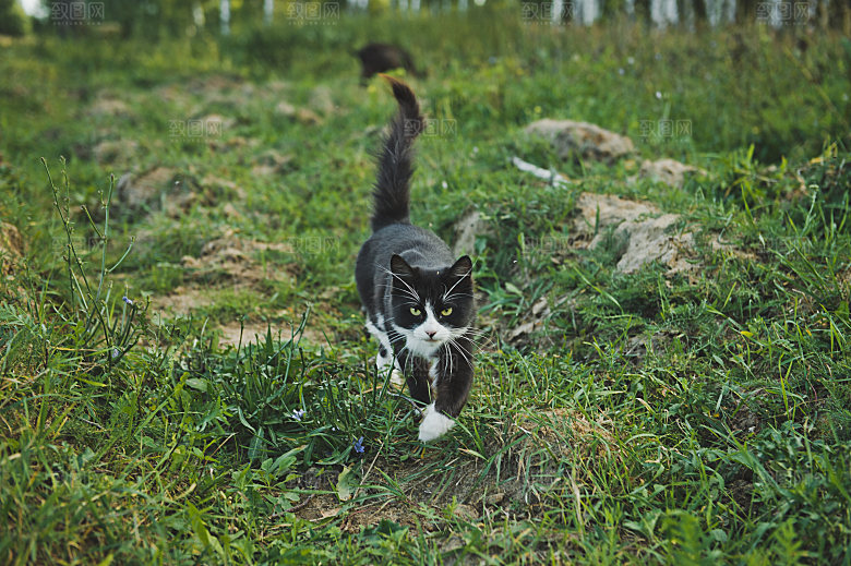 草地上的小猫摄影素材