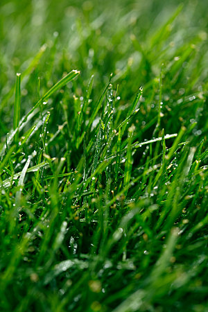 草地绿植草坪摄影