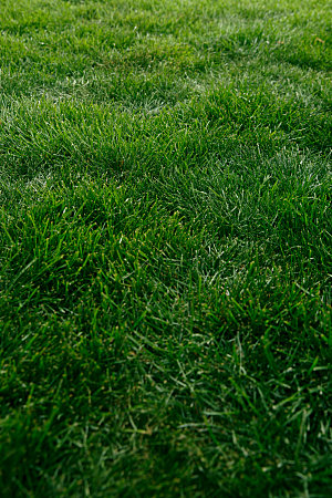 草地绿植草坪摄影