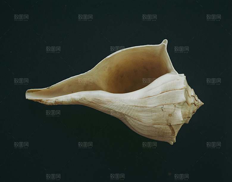海螺摄影特写素材