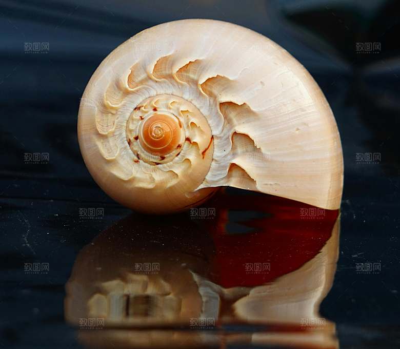 海螺摄影特写素材