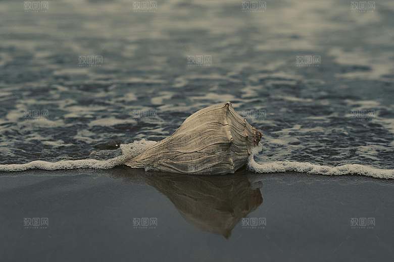 海螺摄影特写素材