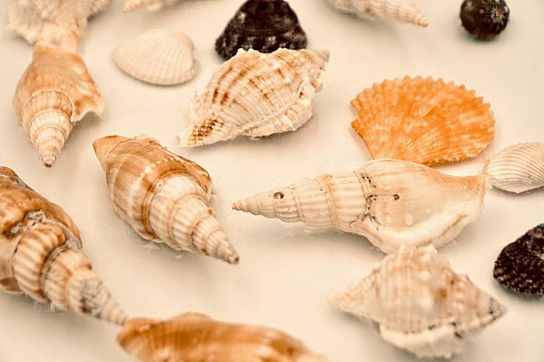 海螺摄影特写素材