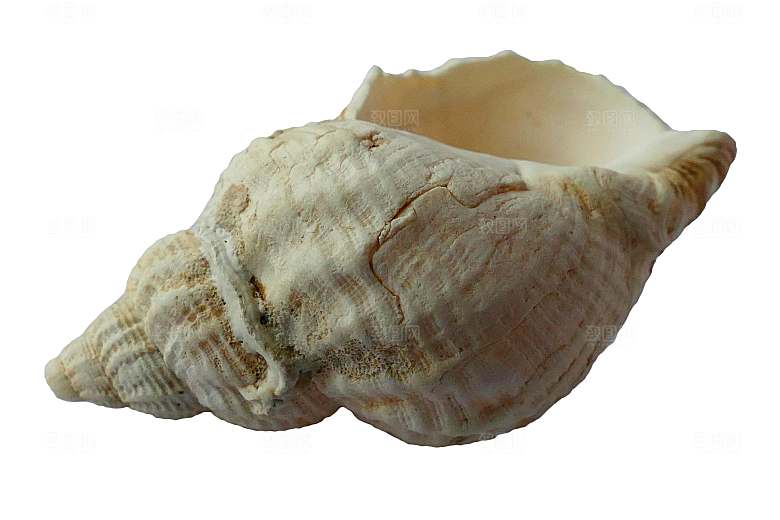 海螺摄影特写素材