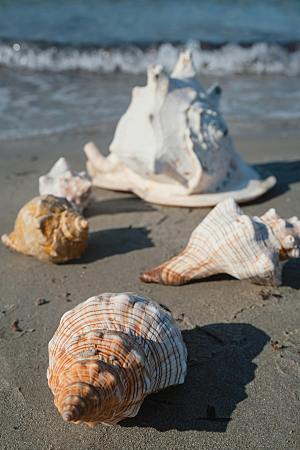 沙滩海边海螺摄影