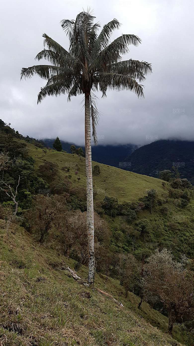 天然椰子树植物摄影