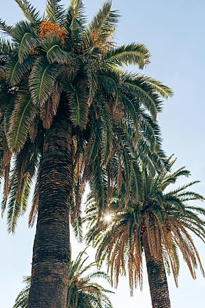海南椰子树林果林摄影