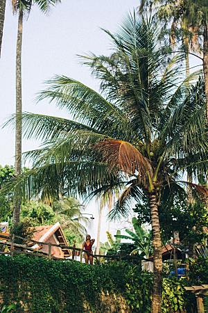 海南椰子树林果林摄影