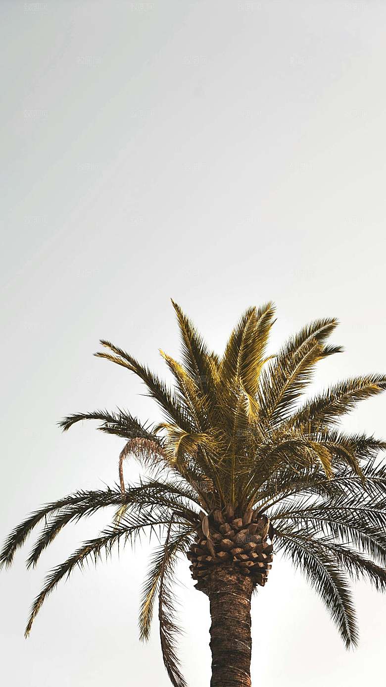 海南热带水果椰子树摄影