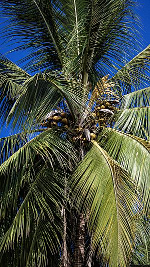 海南热带水果椰子树摄影
