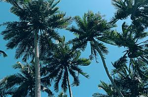 海南热带水果椰子树摄影