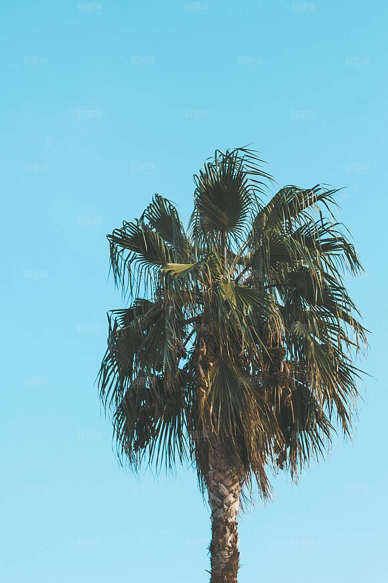 海南水果树摄影风景素材