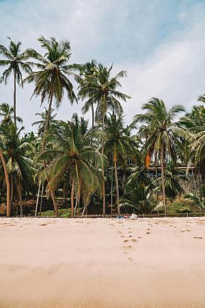 海南水果树摄影风景素材