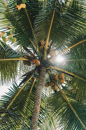 海南水果树摄影风景素材