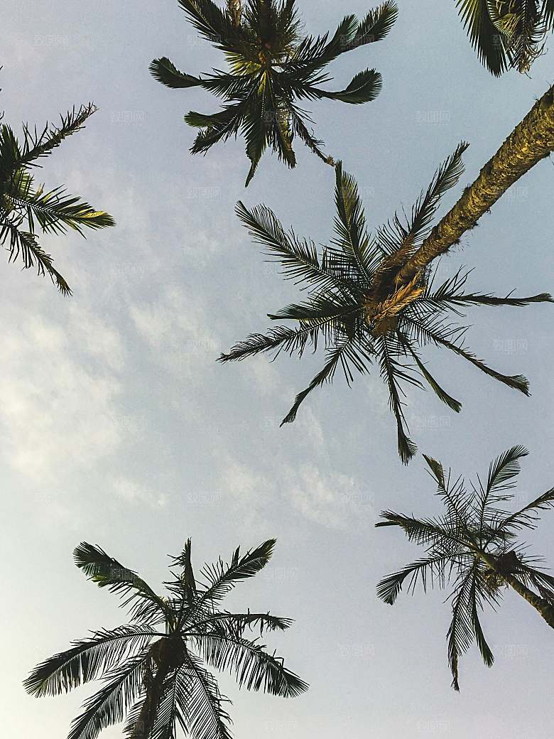 海南水果树摄影风景素材