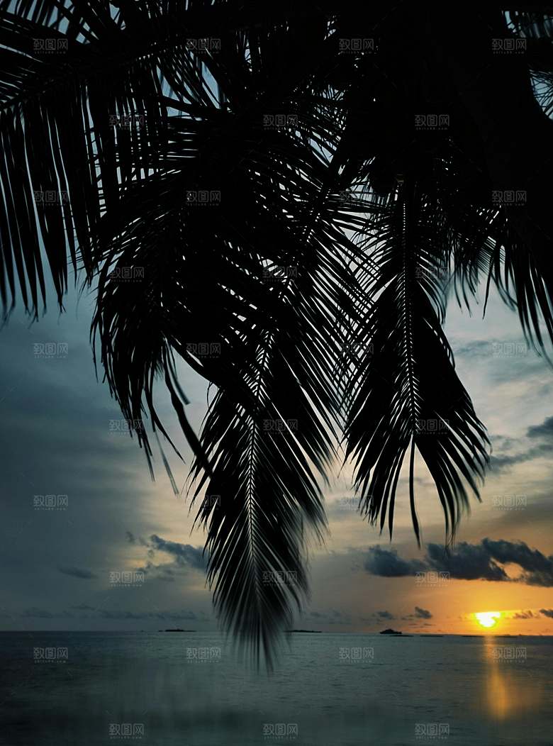 海特特色椰子树摄影素材