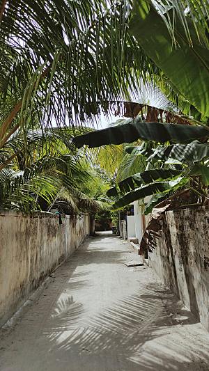 海特特色椰子树摄影素材