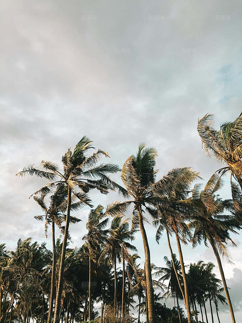 海特特色椰子树摄影素材