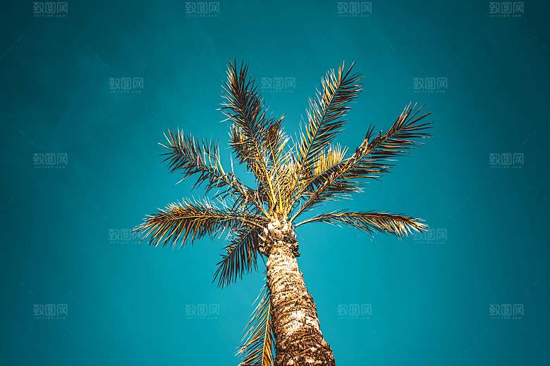 海特特色椰子树摄影素材