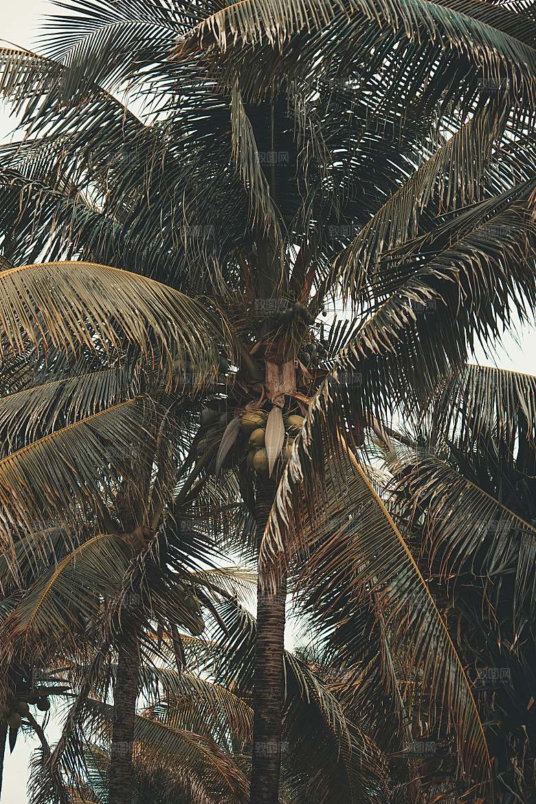 海特特色椰子树摄影素材