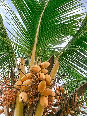 海特特色椰子树摄影素材