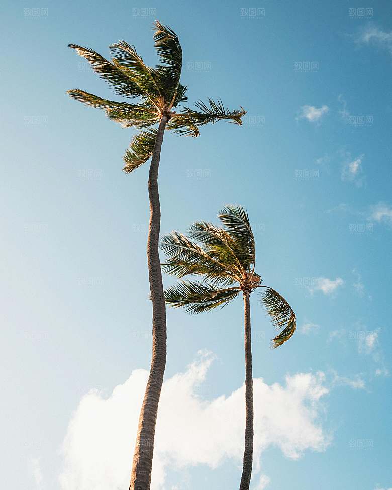 海特特色椰子树摄影素材