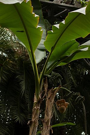 椰子树植物树木摄影